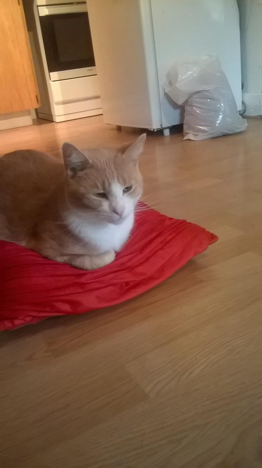 Huskat spiderman billede 11