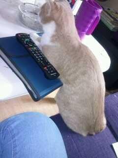 Huskat spiderman billede 6