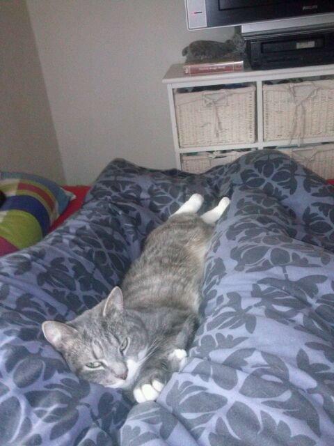 Huskat banditten billede 2