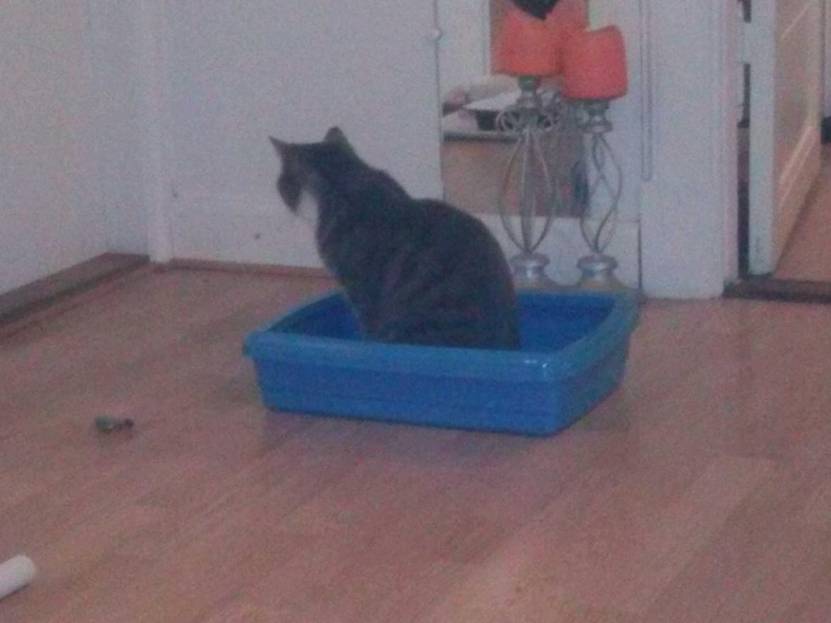 Huskat banditten billede 3