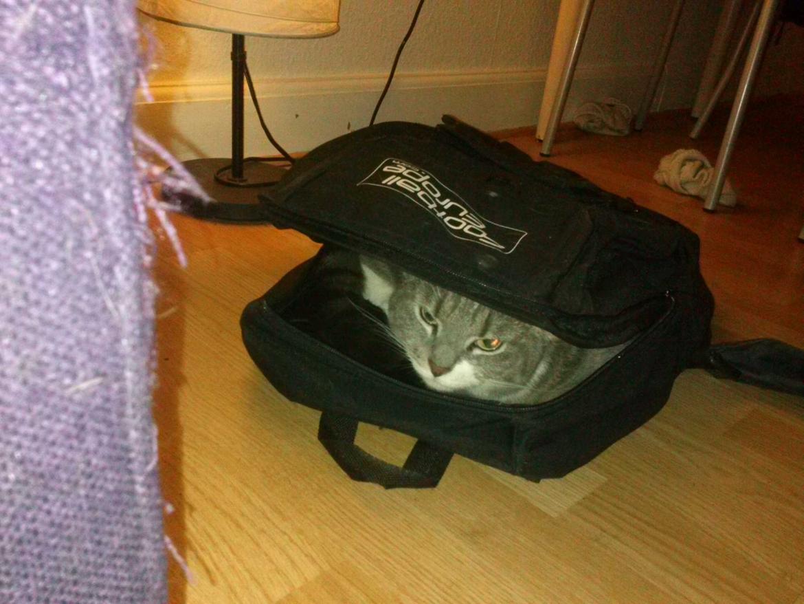 Huskat banditten billede 4