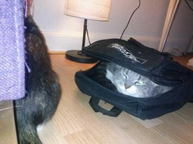 Huskat banditten billede 5