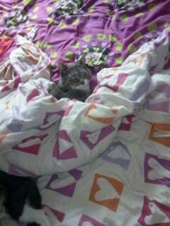 Huskat banditten billede 6