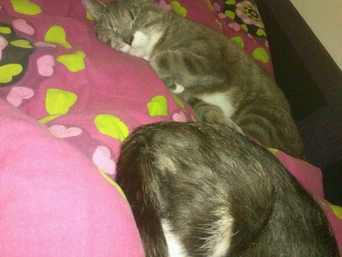 Huskat banditten billede 7