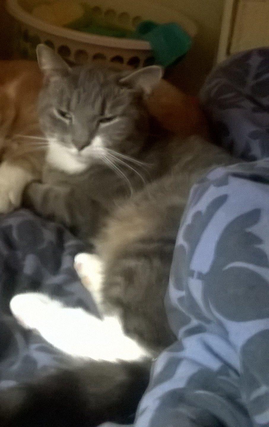 Huskat banditten billede 8