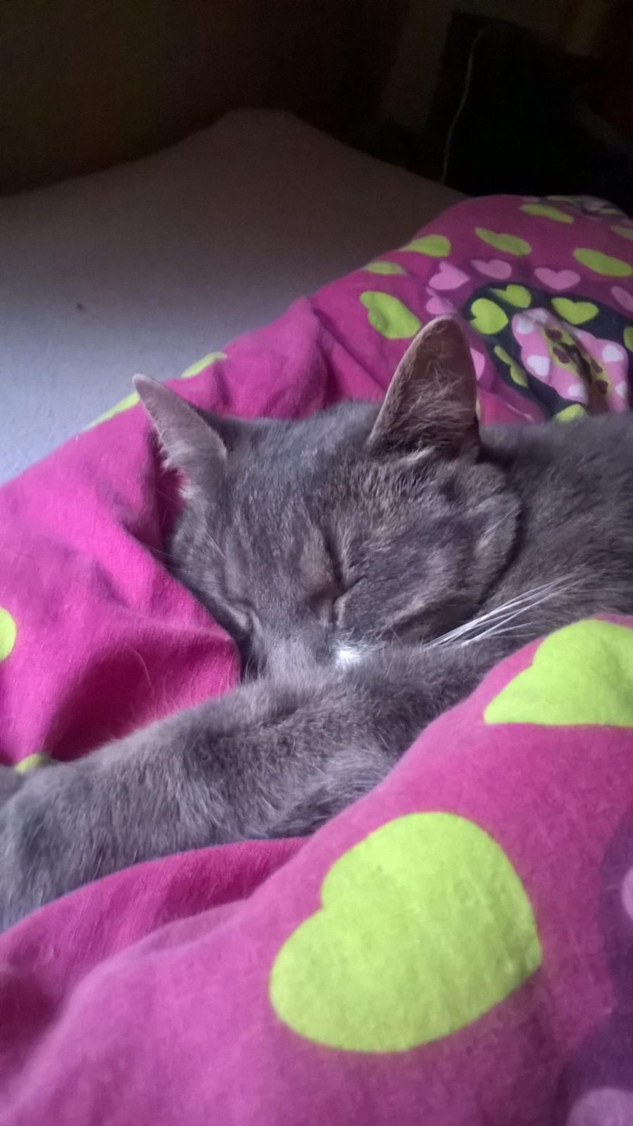 Huskat banditten billede 9