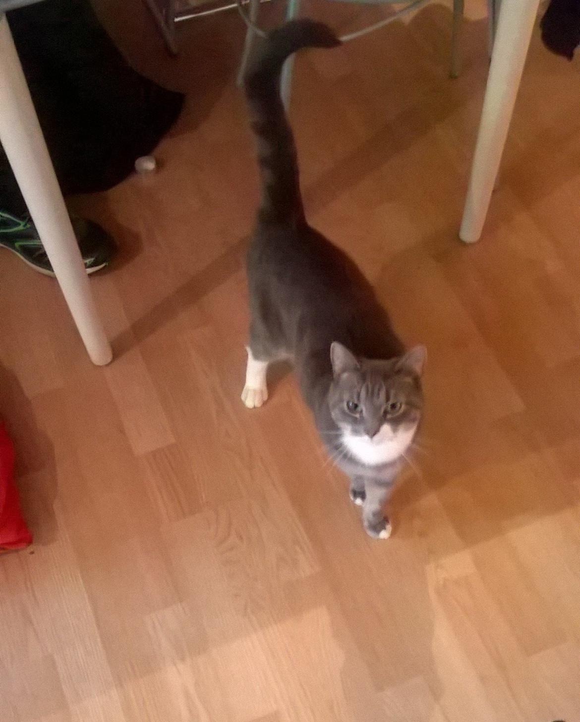 Huskat banditten billede 10