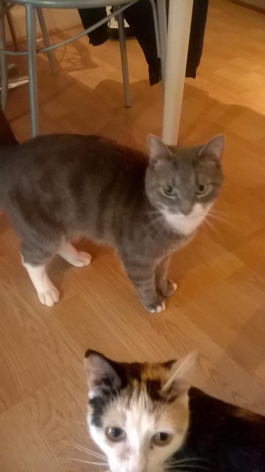 Huskat banditten billede 11