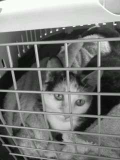 Huskat plet / trøsen  billede 1