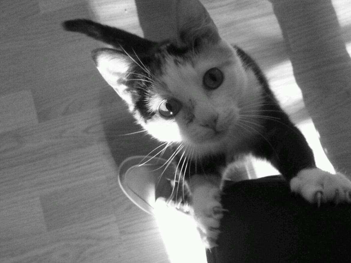 Huskat plet / trøsen  billede 3