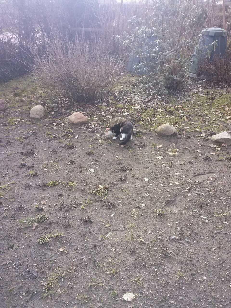 Huskat plet / trøsen  billede 4