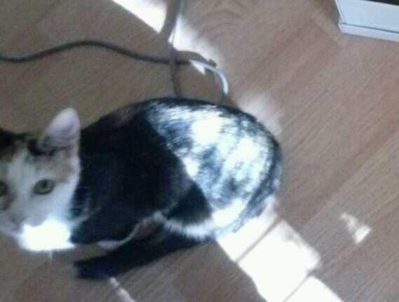 Huskat plet / trøsen  billede 2