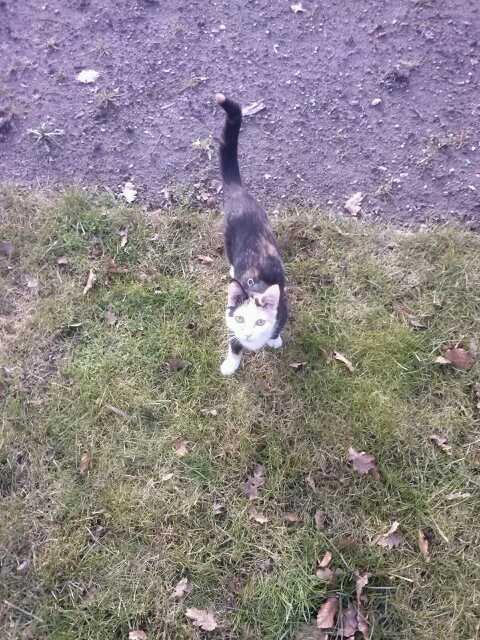 Huskat plet / trøsen  billede 5