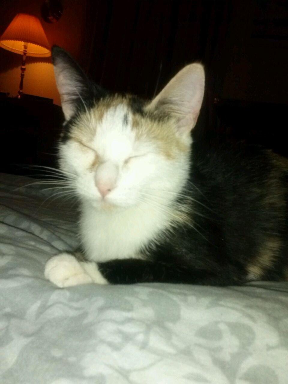 Huskat plet / trøsen  billede 8