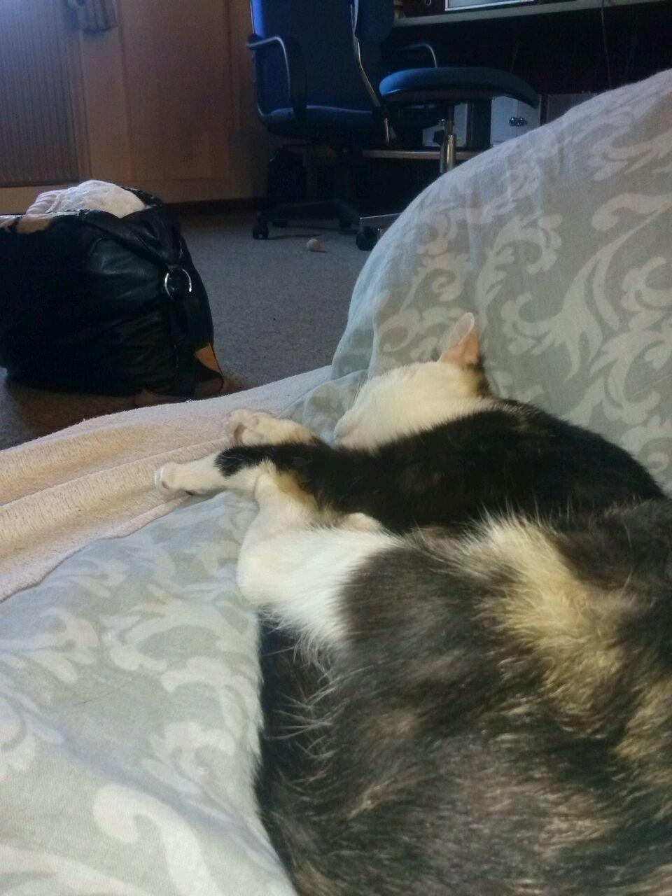 Huskat plet / trøsen  billede 9