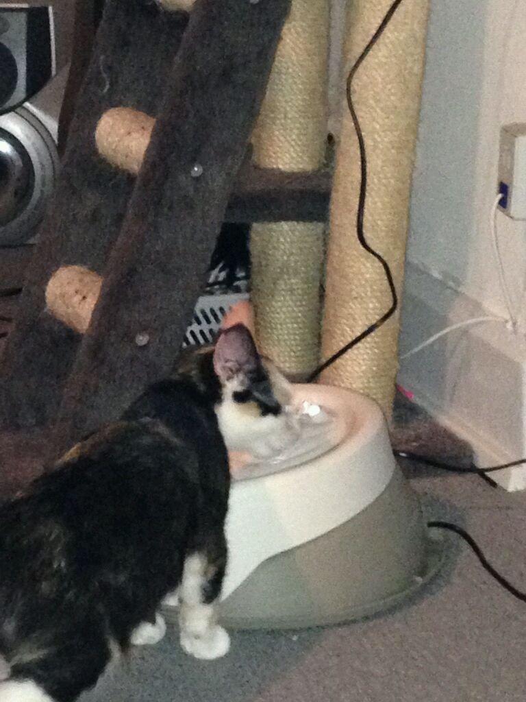 Huskat plet / trøsen  billede 10