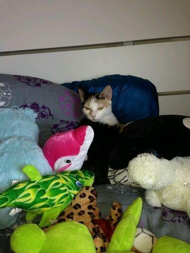 Huskat plet / trøsen  billede 11