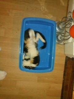 Huskat plet / trøsen  billede 6