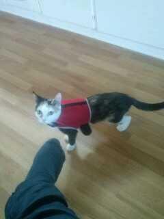 Huskat plet / trøsen  billede 13