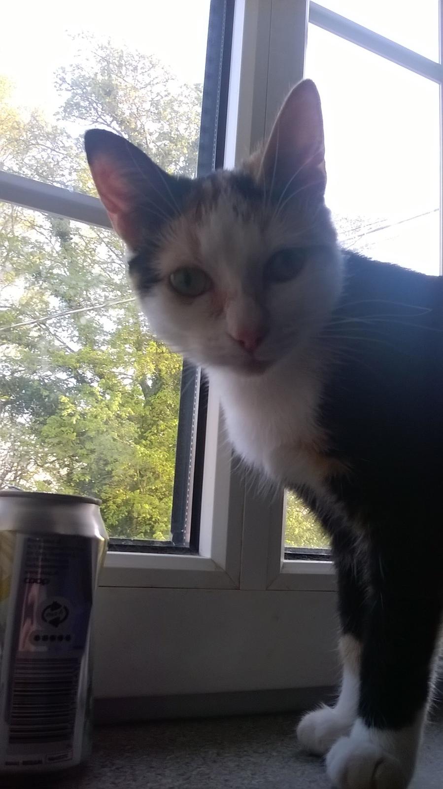 Huskat plet / trøsen  billede 15