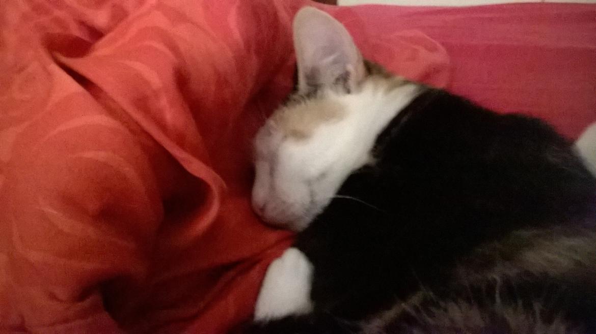 Huskat plet / trøsen  billede 14