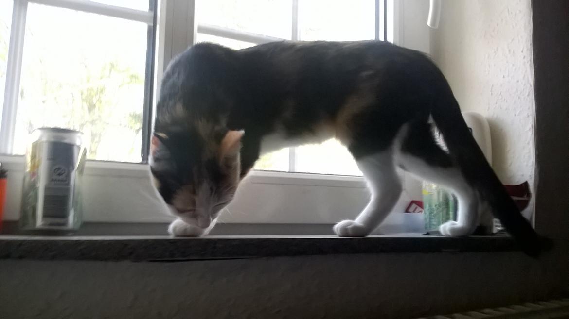 Huskat plet / trøsen  billede 17