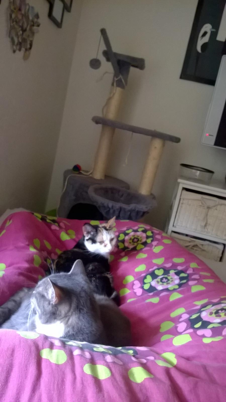 Huskat plet / trøsen  billede 18