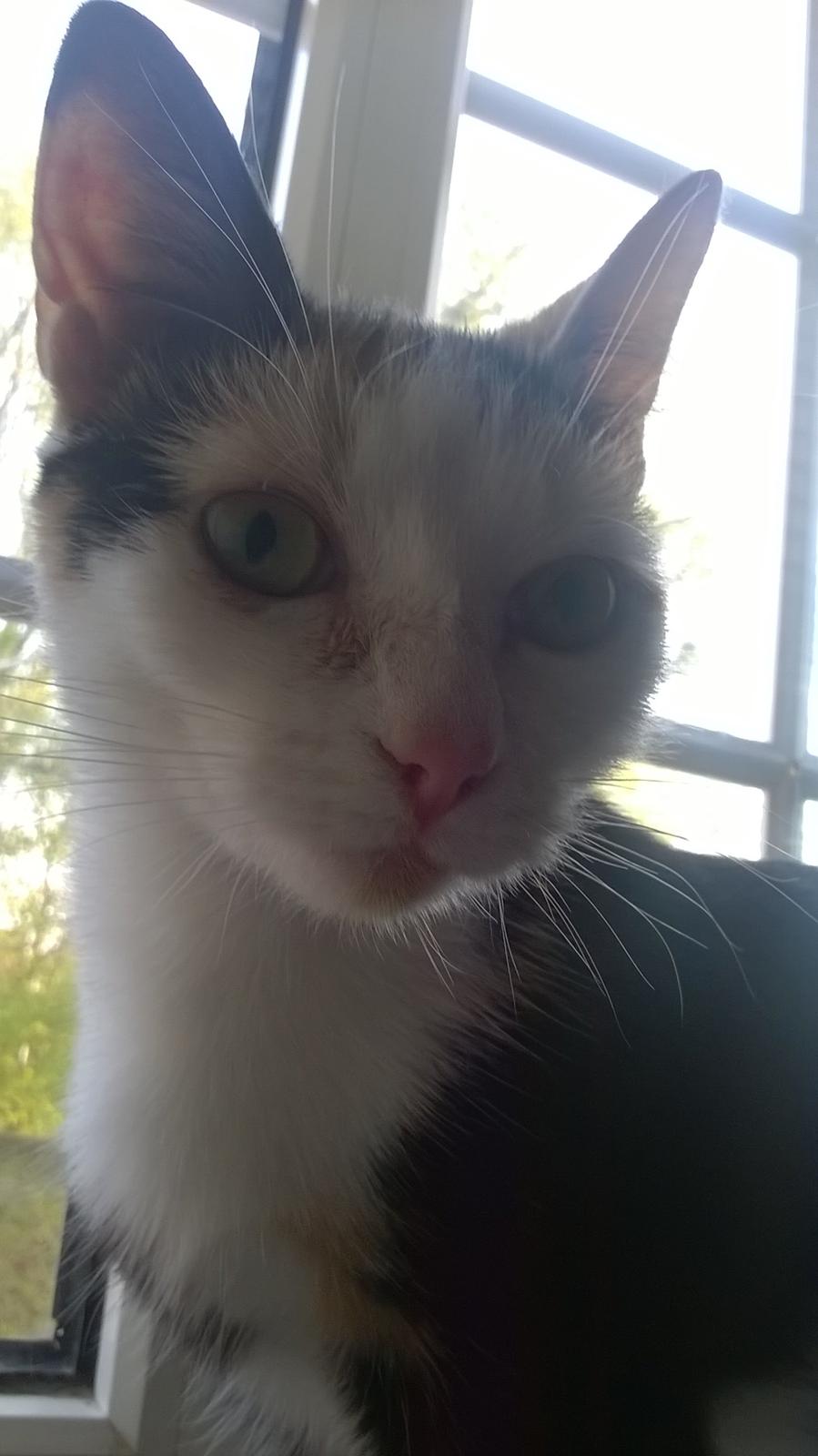 Huskat plet / trøsen  billede 16