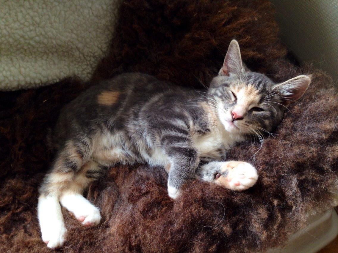 Reersø Mille *Himmelmis* billede 2