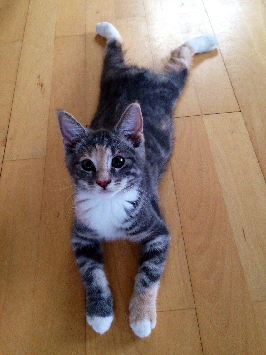 Reersø Mille *Himmelmis* billede 1