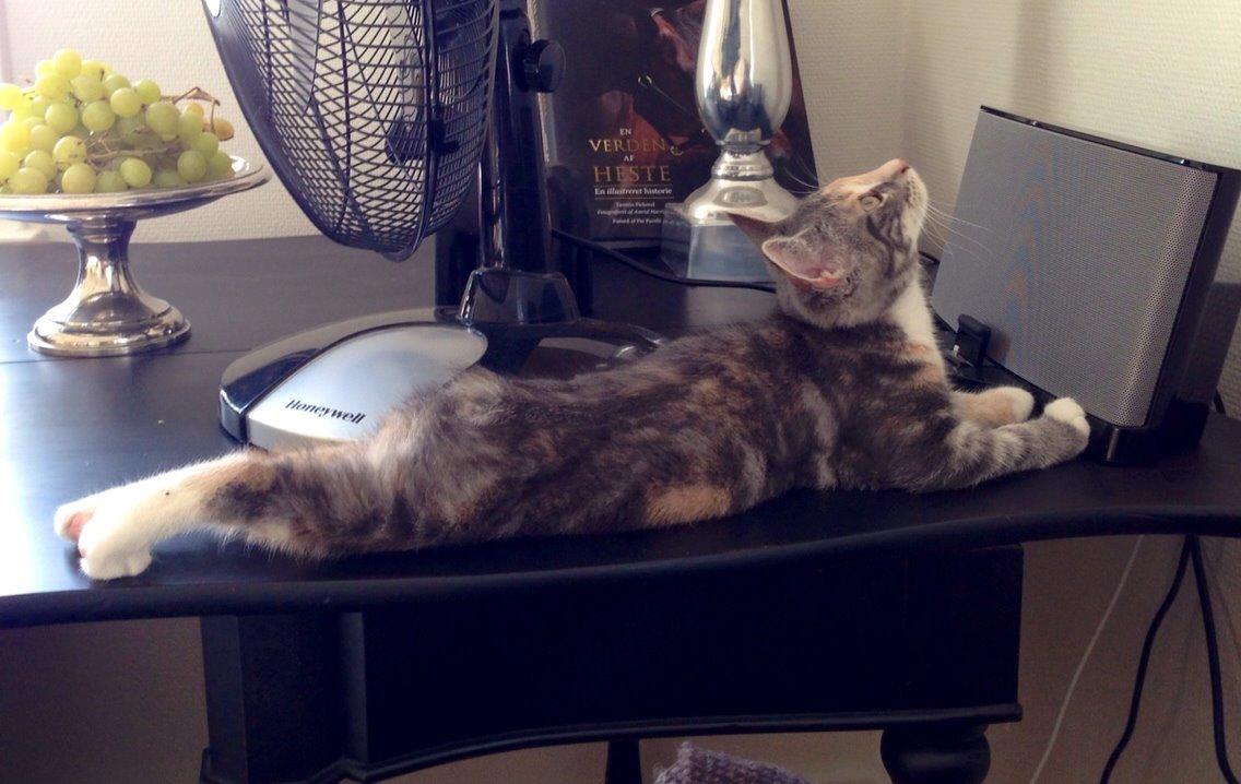 Reersø Mille *Himmelmis* billede 3