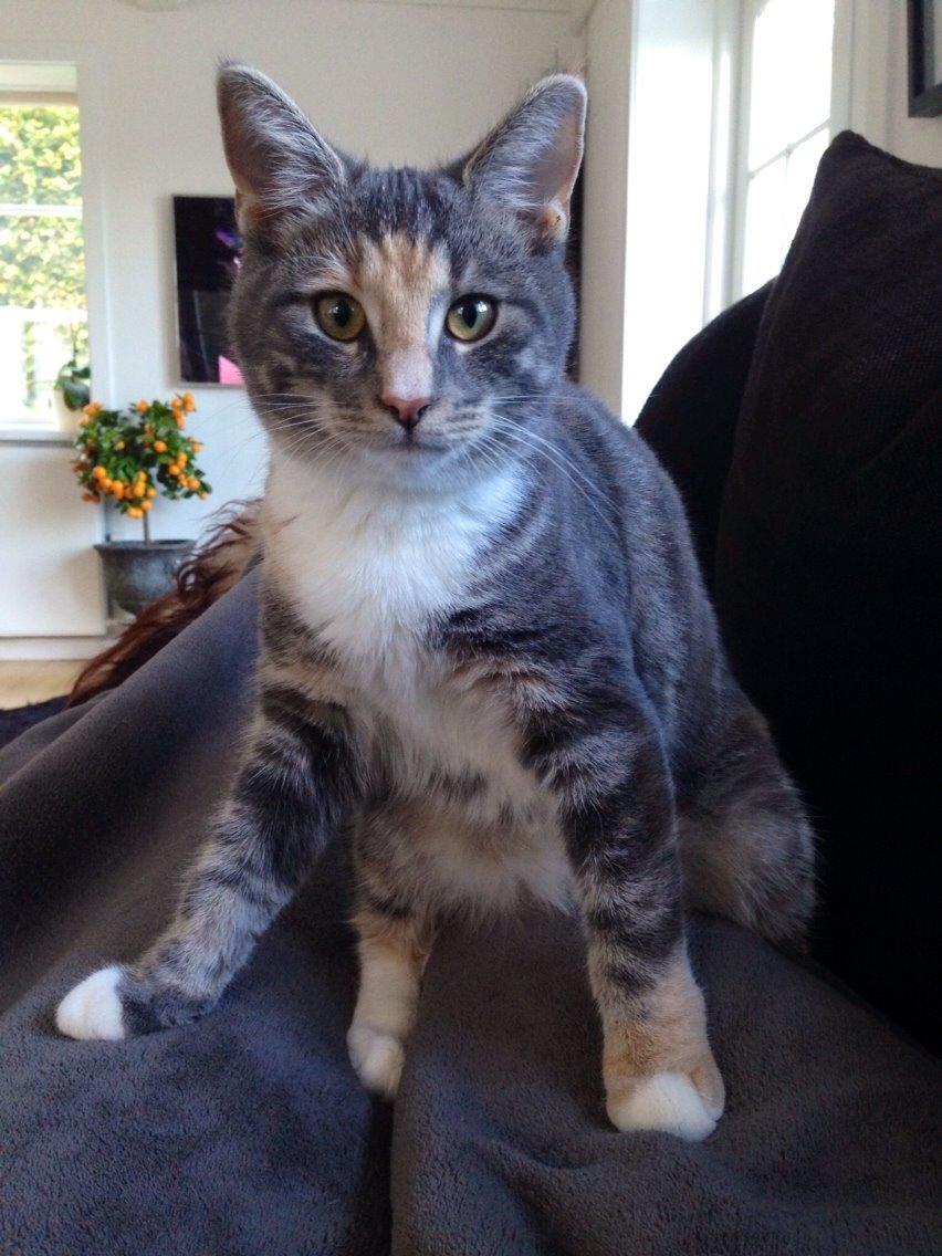 Reersø Mille *Himmelmis* billede 7