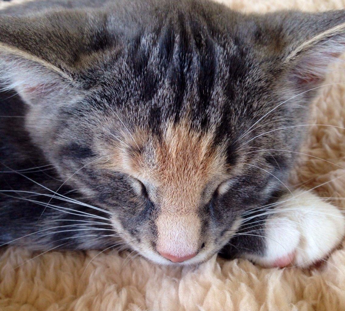 Reersø Mille *Himmelmis* billede 6