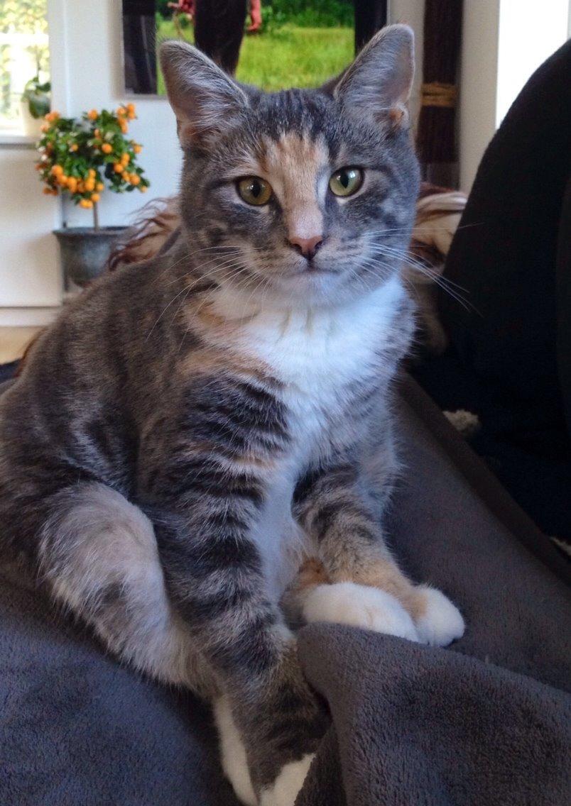 Reersø Mille *Himmelmis* billede 10