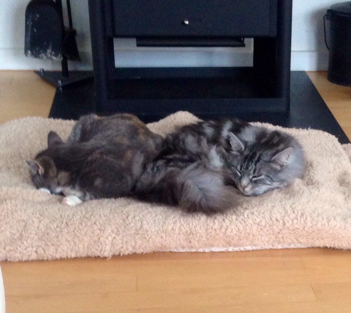 Reersø Mille *Himmelmis* billede 11