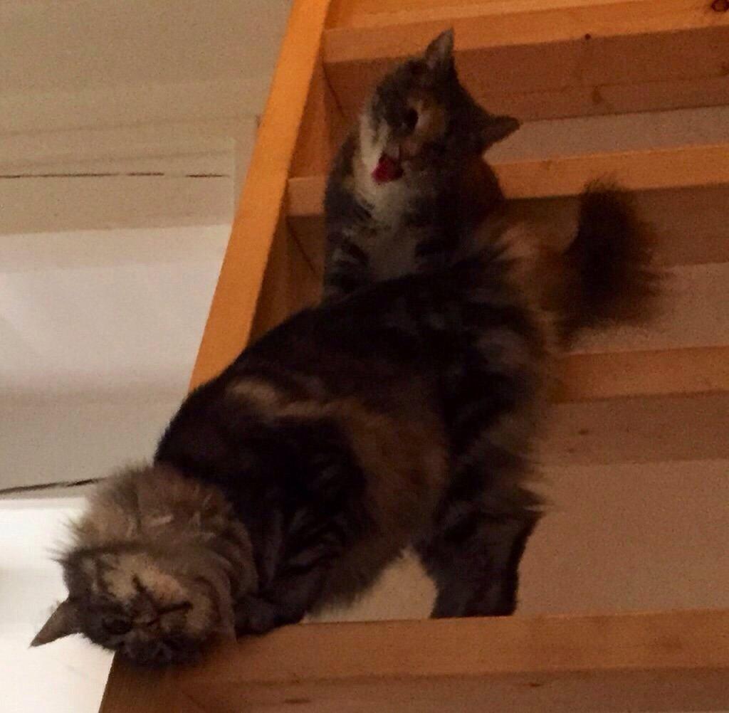 Reersø Mille *Himmelmis* billede 12