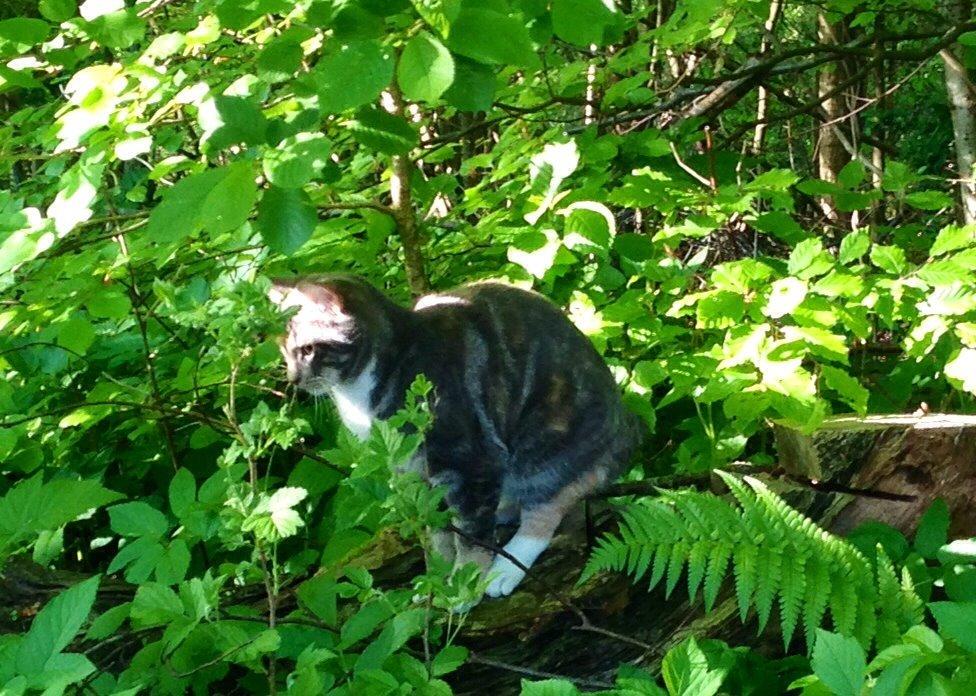 Reersø Mille *Himmelmis* billede 13