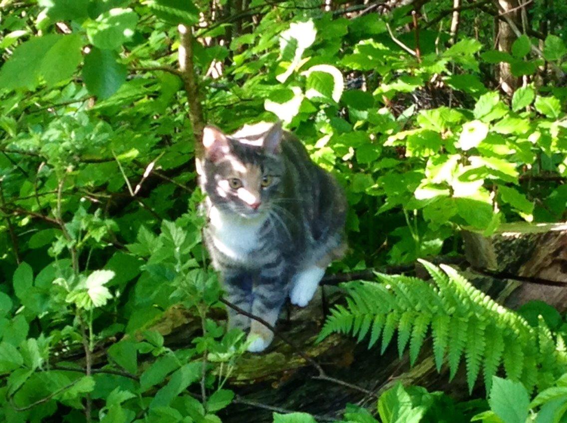 Reersø Mille *Himmelmis* billede 14