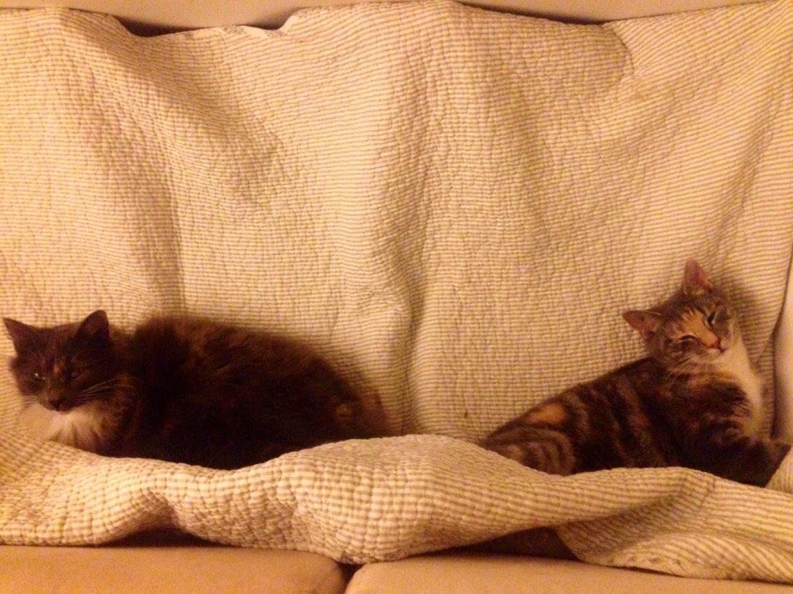 Reersø Mille *Himmelmis* billede 15