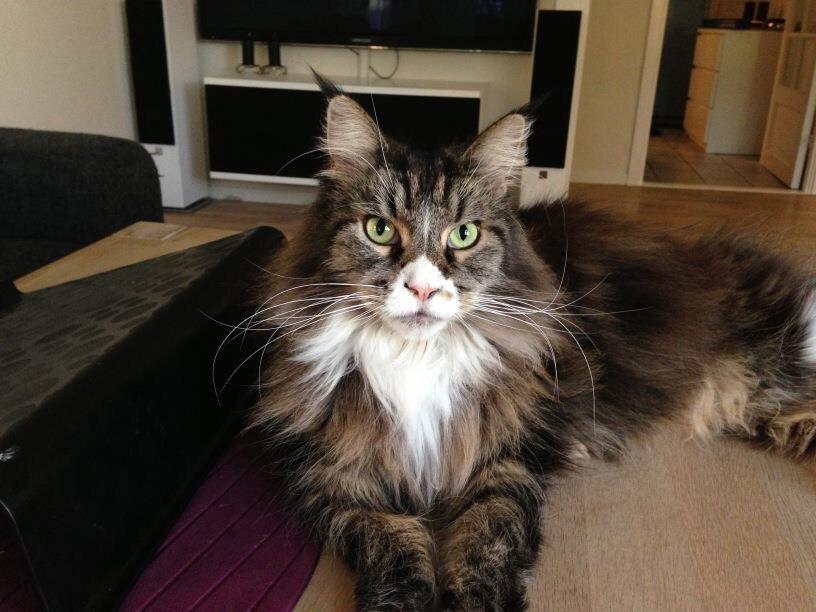 Maine Coon Perle billede 1