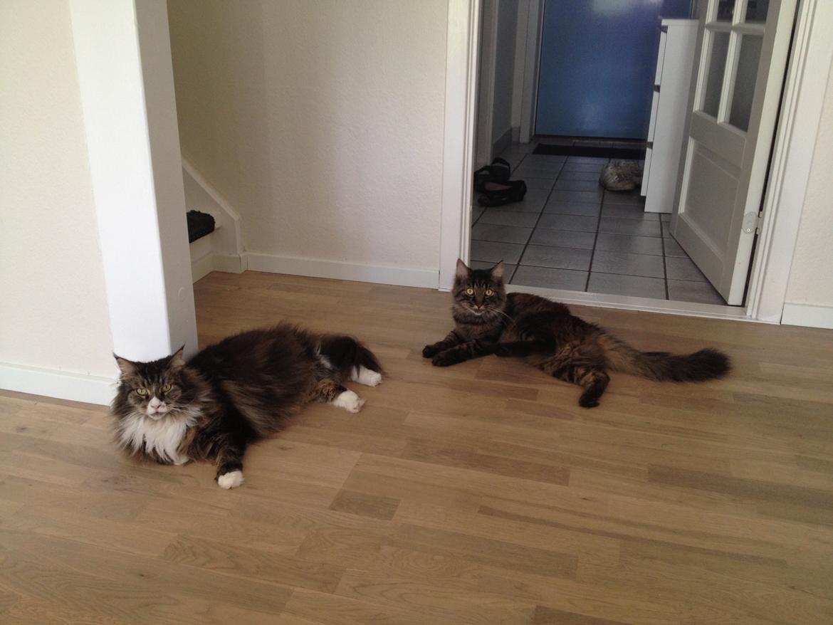 Maine Coon Perle billede 3