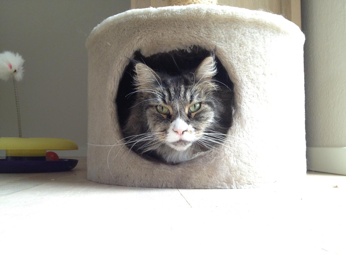 Maine Coon Perle billede 2