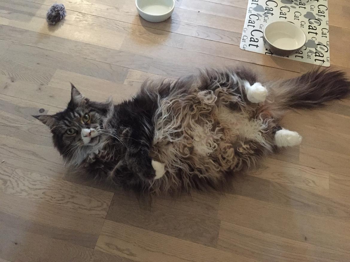 Maine Coon Perle billede 5