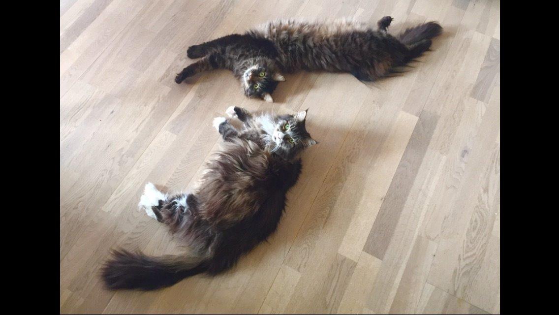 Maine Coon Perle billede 4