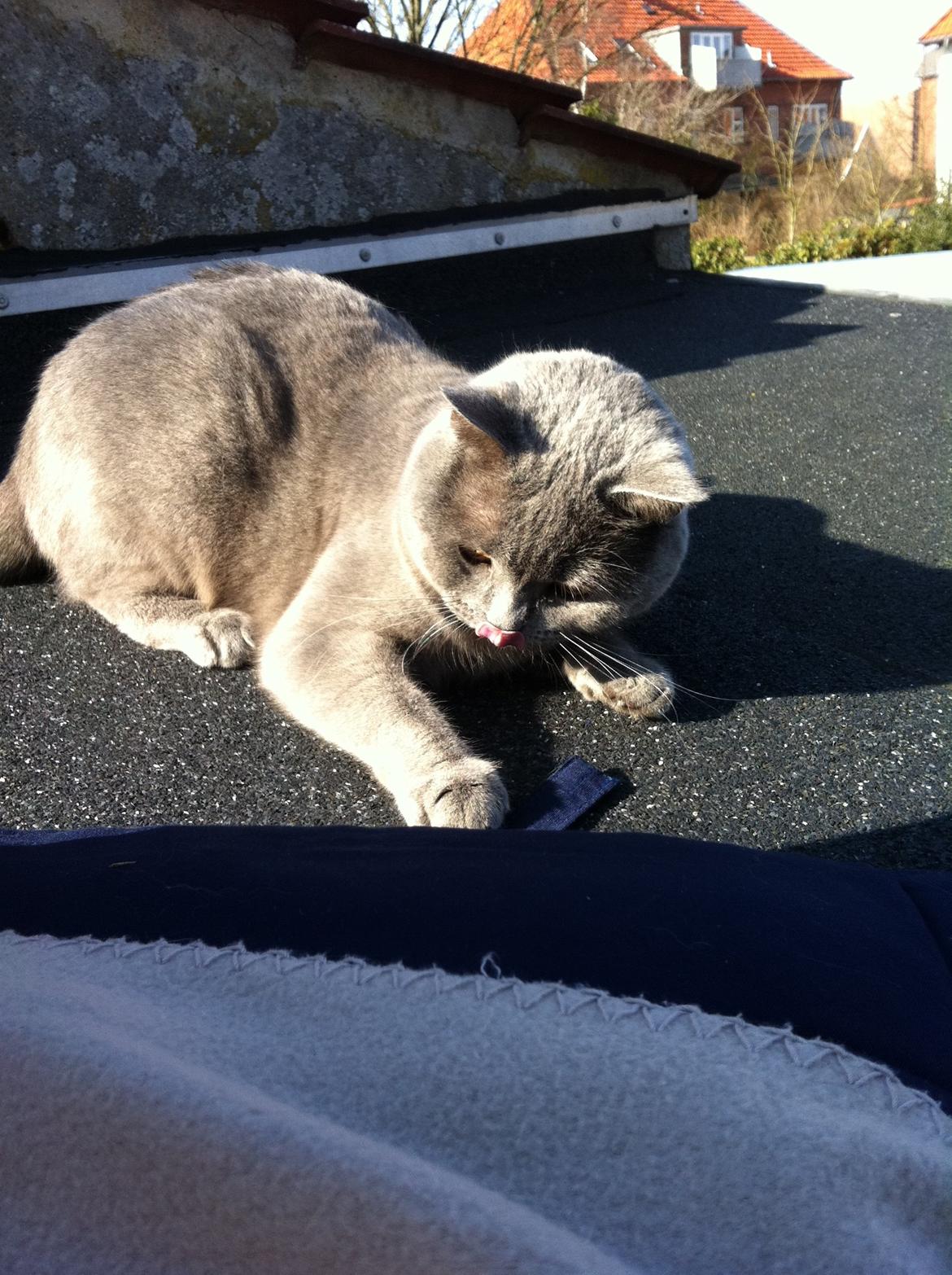 British Shorthair Mille billede 21