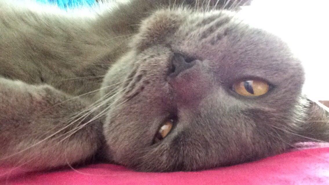 British Shorthair Mille billede 23