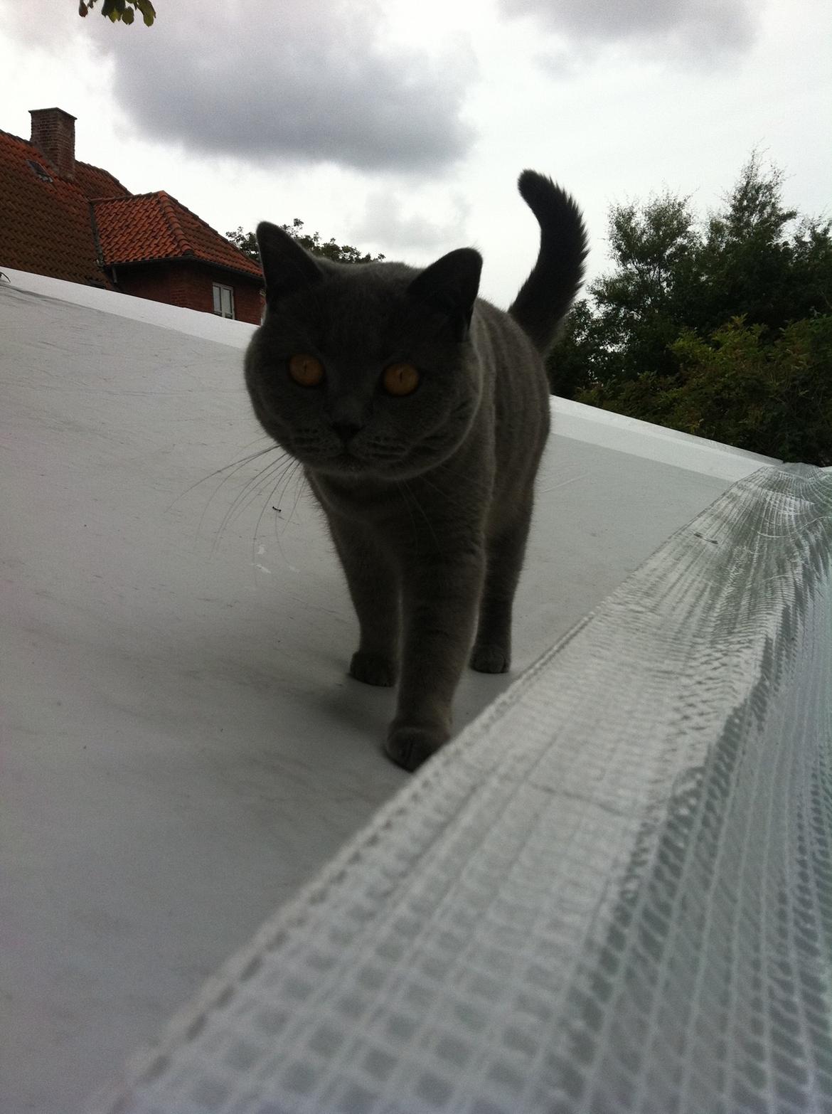 British Shorthair Mille billede 24