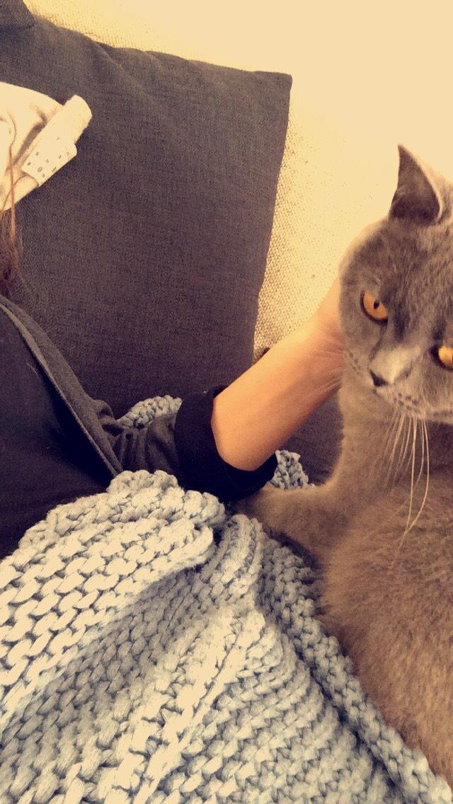 British Shorthair Mille billede 22