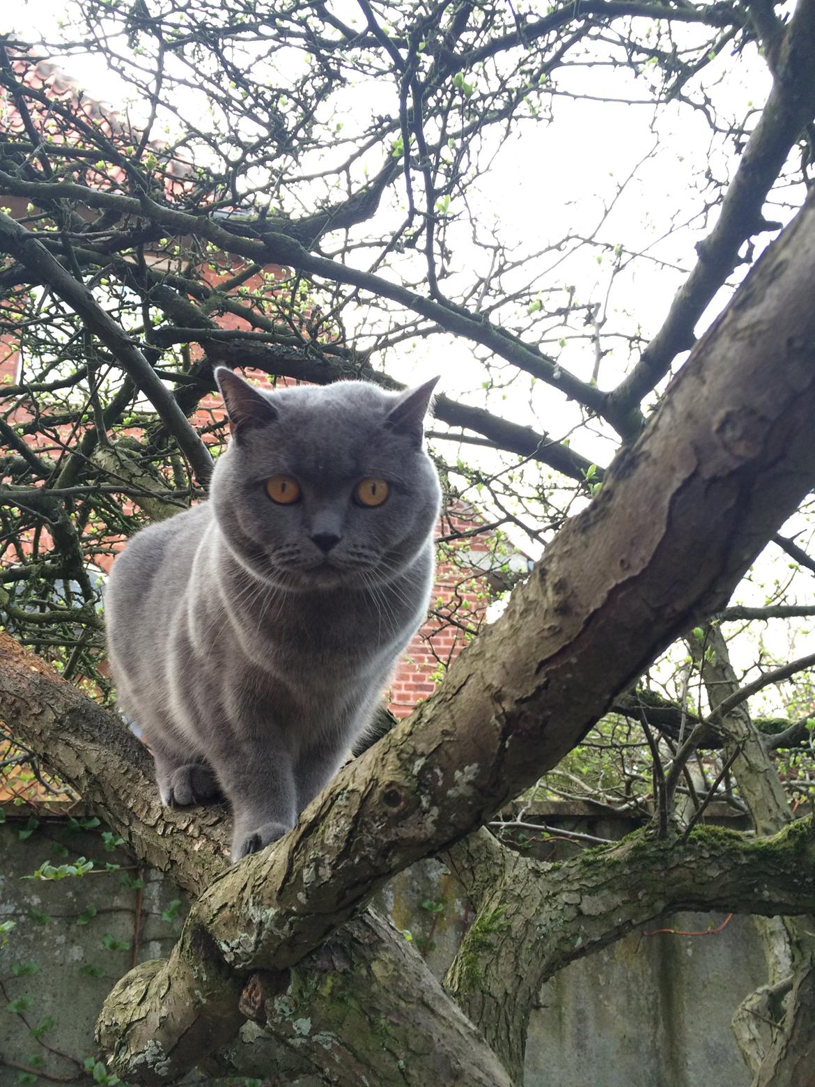 British Shorthair Mille billede 25
