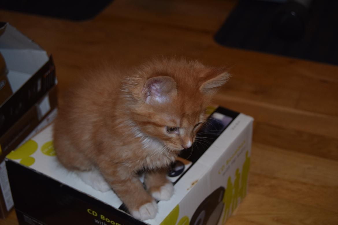 Maine Coon Louie - 6 uger billede 15